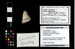 Foto (Objekt + Etikett) von Goniodromites sp.  (NHMW-GEO-2014-0194-0981)